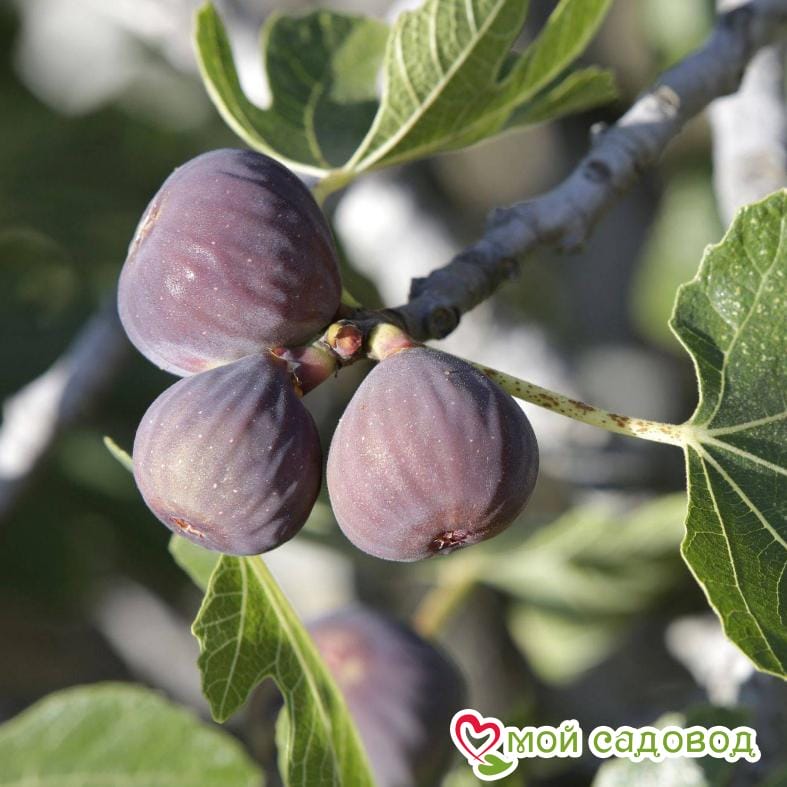 Инжир Красота Даши