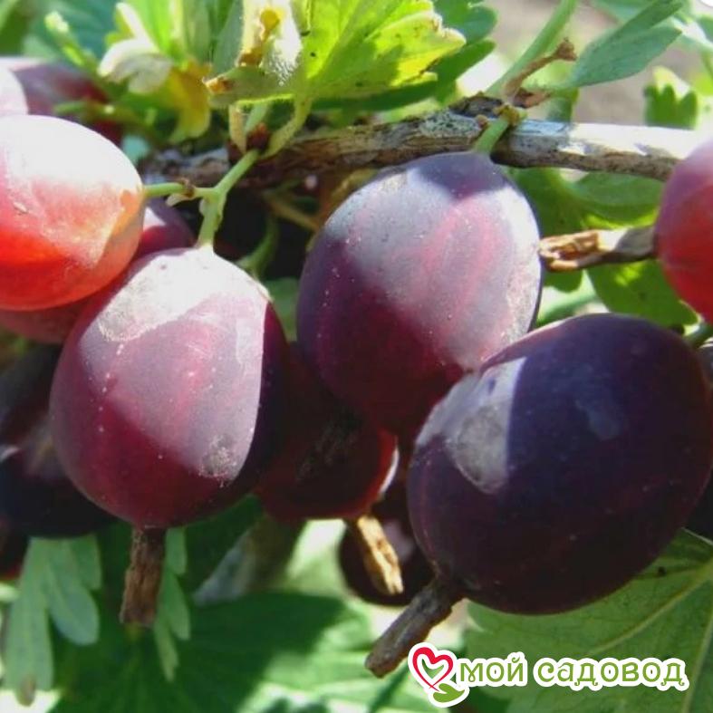 Крыжовник Грушенька Слабошиповатый