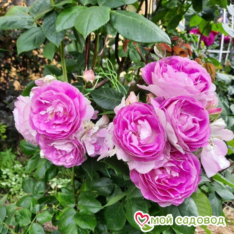 Роза Сапфир